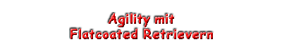 Agility mit Flatcoated Retrievern