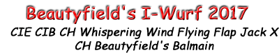 Beautyfield's I-Wurf 2017 . Die - wie Filme heien! CIE CIB CH Whispering Wind Flying Flap Jack X CH Beautyfield's Balmain