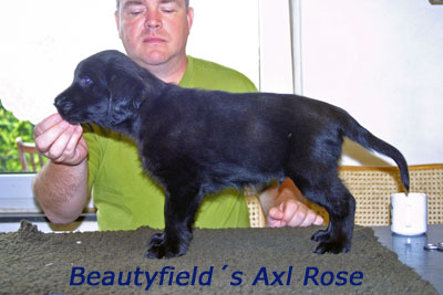 Beautyfield Axl Rose