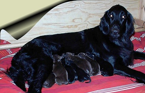 Coco with her offspring in the first week