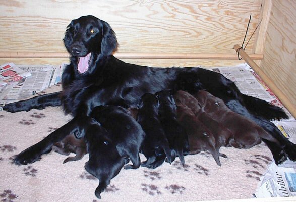 Coco with her offspring in the first week
