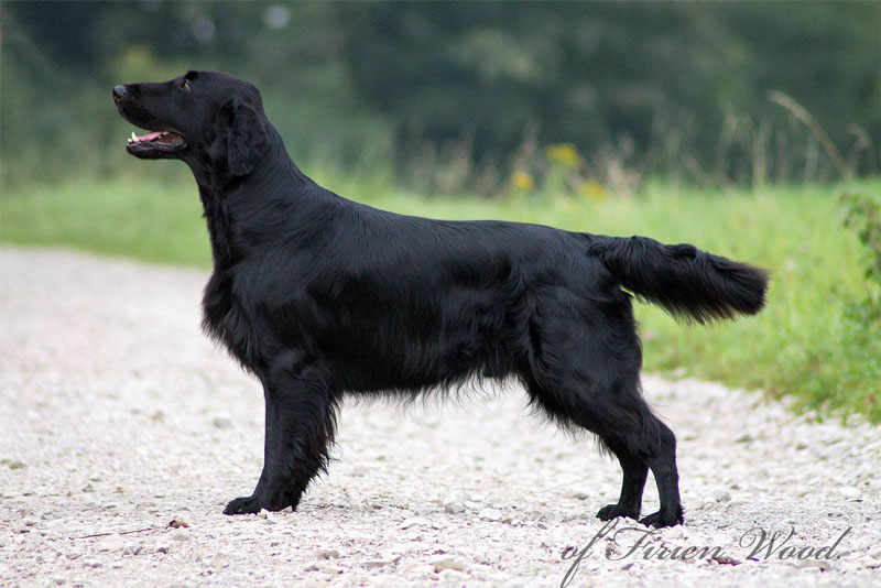 Internationaler Champion Beautyfield's Colin Farell