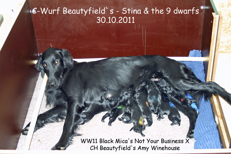 Mother Stina with her 9 Puppies