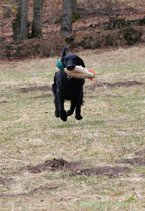 Pelle retrieving during a workingtest training March 2018
