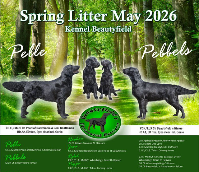 Kennel Beautyfield - Wir erwarten Welpen Mitte Mai 2026